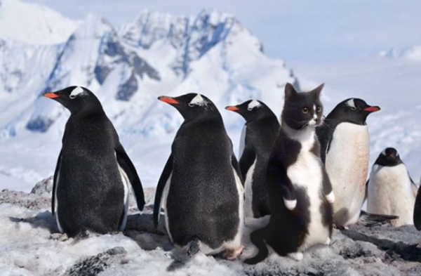 Moje aq3d - Strnka 20 A-baa-fail-cat-among-penguins